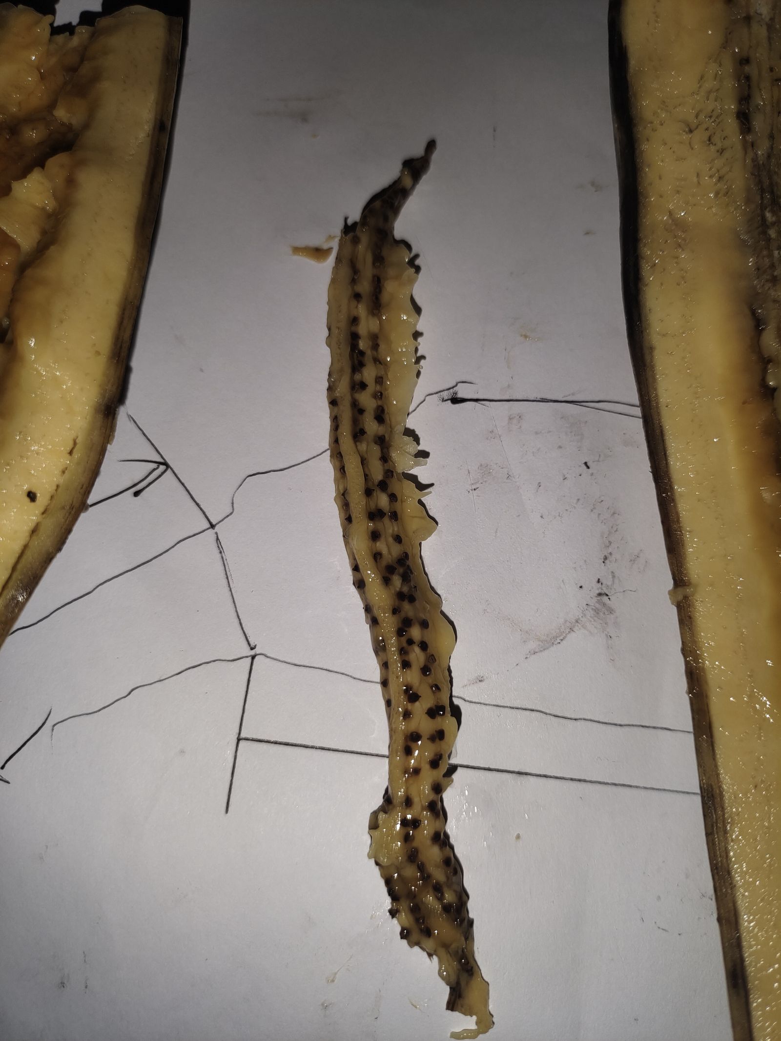The seed core, pulled free from the flesh.